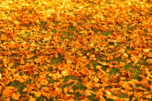 autumn-leaves-on-the-ground